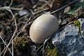 lycoperdon gemmatum